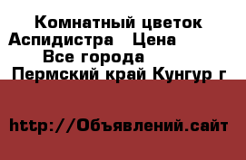 Комнатный цветок Аспидистра › Цена ­ 150 - Все города  »    . Пермский край,Кунгур г.